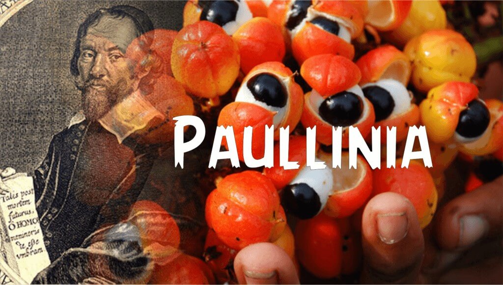 Etimologia "Paullinia"